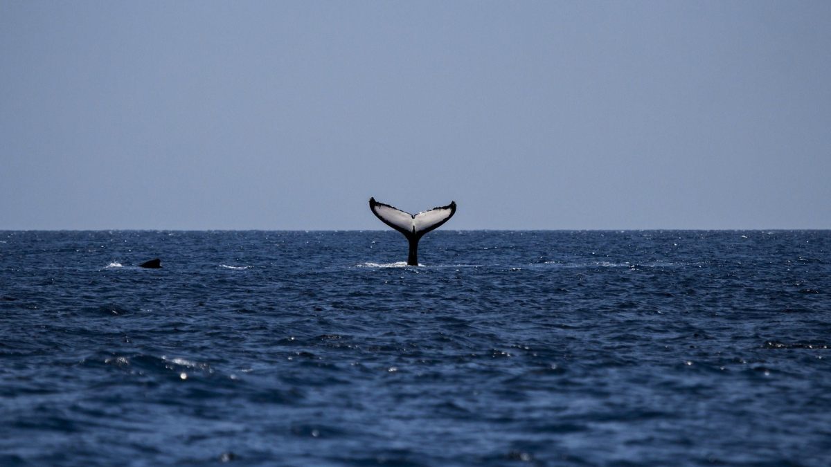 balene mare