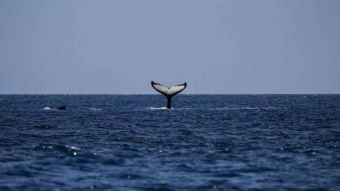 Nuova Zelanda, “incidente” tra una barca da pesca e una balena: due morti e tre dispersi