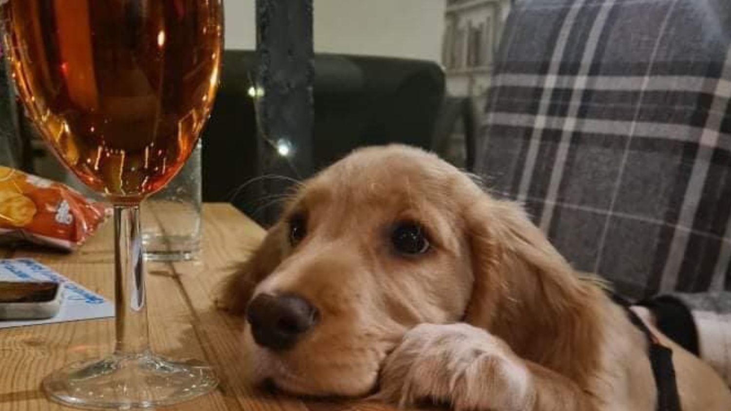 birra cani