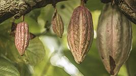 Cacao e olio di palma: l’Europa vieta l’import di prodotti legati alla deforestazione
