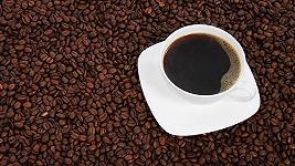 Caffè, l’alleanza tra Slow Food e Lavazza porta i primi frutti: fondate 29 nuove Comunità
