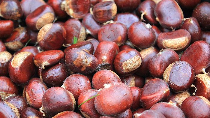 Castagne, le piante “impazziscono” per il clima e cominciano a fiorire: la produttività è a rischio