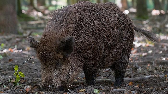 La peste suina africana è arrivata per la prima volta in Svezia