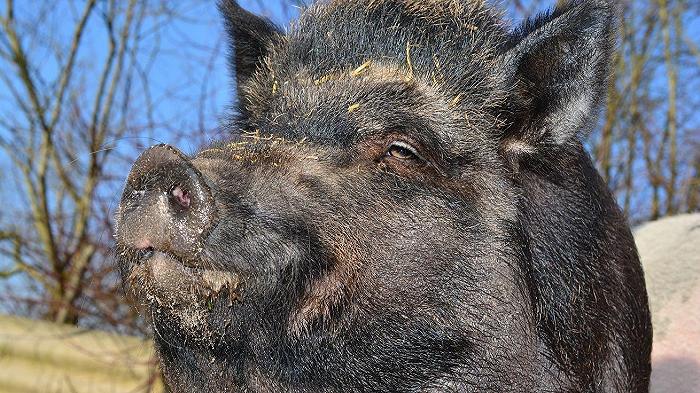 Peste suina africana: la Lombardia apre un bando da 2,2 milioni per le recinzioni