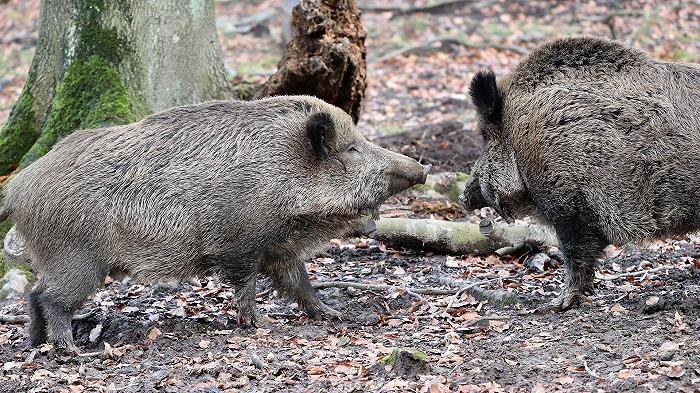 Peste suina africana, la zona infetta si allarga ad Asti e Piacenza