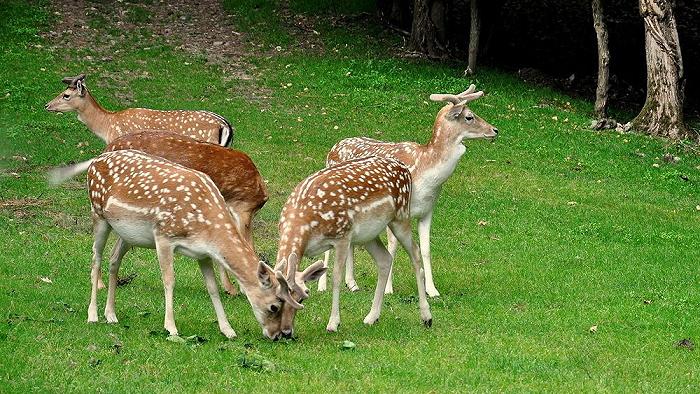 Ravenna: l’Ente Parco Delta del Po pubblica un bando per catturare i daini e venderli ai macelli