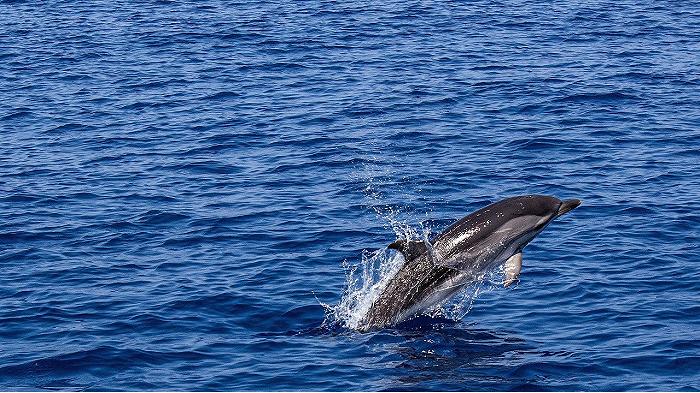 Influenza aviaria: infettati per la prima volta un delfino e una focena