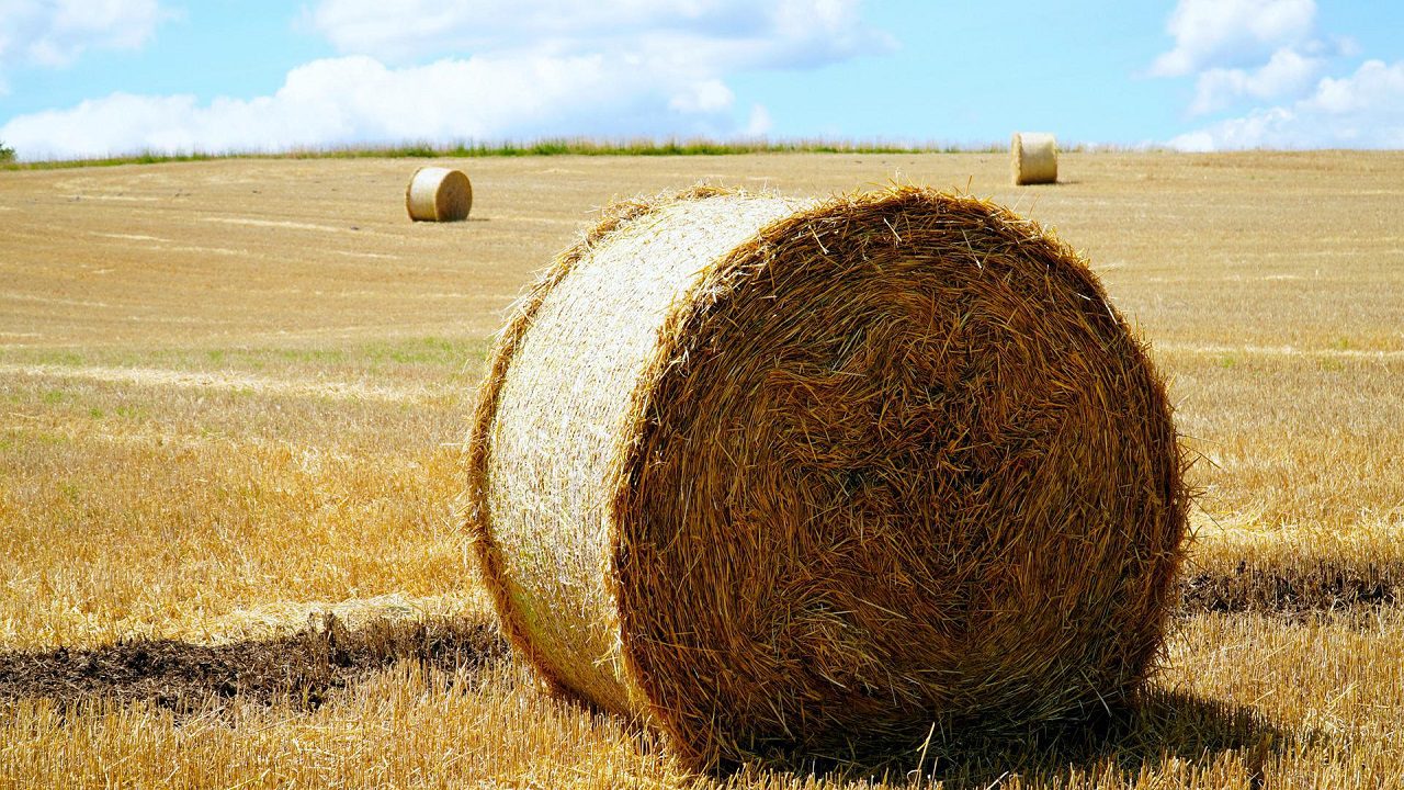 UK: contadino muore soffocato dopo essere rimasto intrappolato sotto una balla di fieno