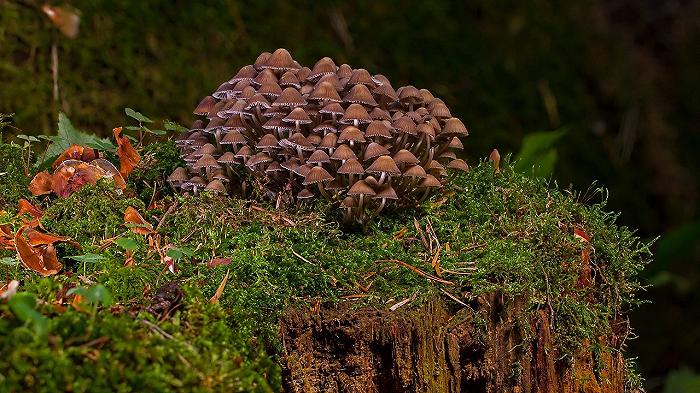 L’Aquila: mangia per errore funghi velenosi, donna muore poco dopo il pranzo