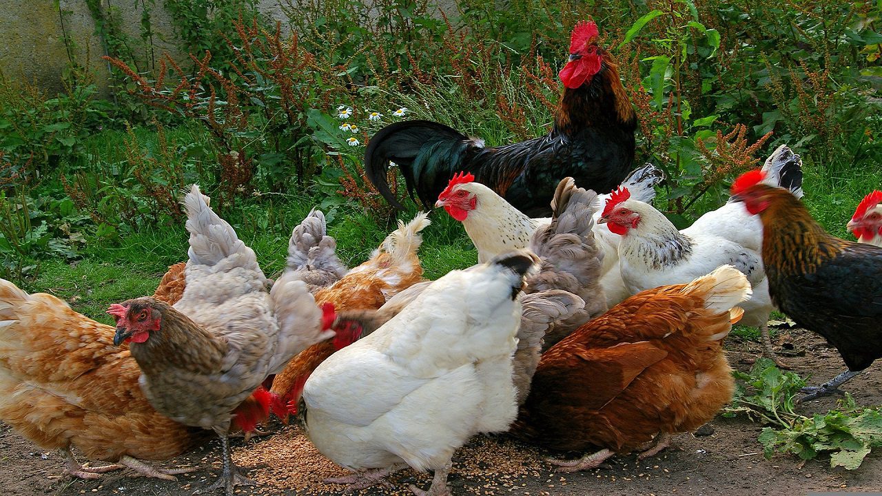 Nuova Zelanda: vietato l’allevamento delle galline in batteria, ma l’alternativa non convince