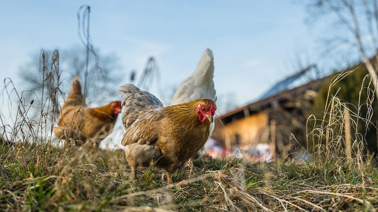 Influenza aviaria: per l’UE è “allevamento all’aperto” anche se le galline stanno al chiuso