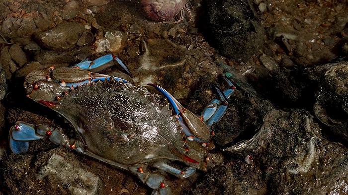 Il granchio blu invade la Sardegna: i pescatori chiedono aiuto a Francesco Lollobrigida