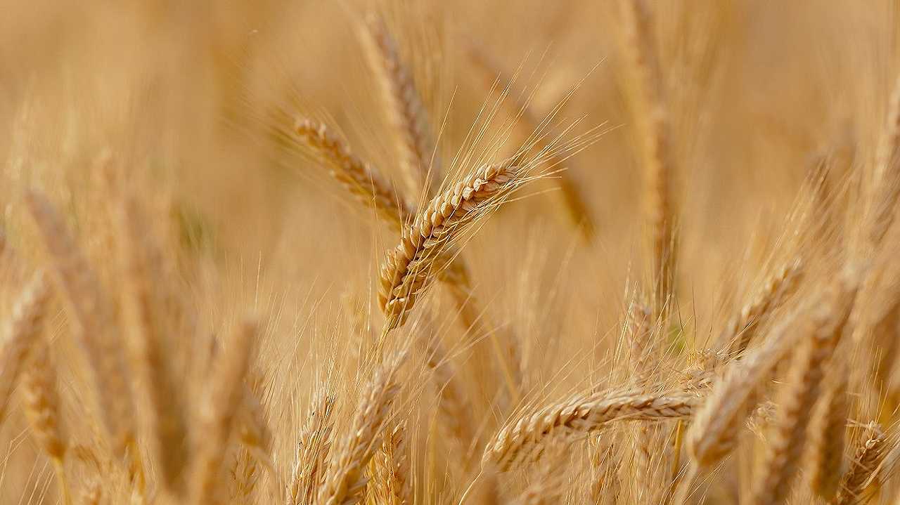 Basilicata, raggiunto l’accordo di filiera sul prezzo del grano