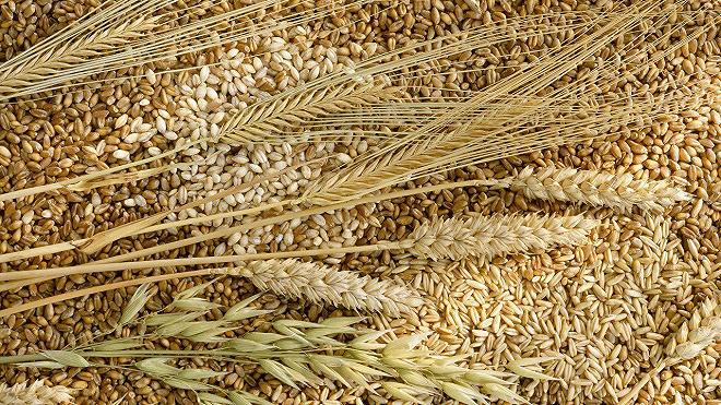 grano