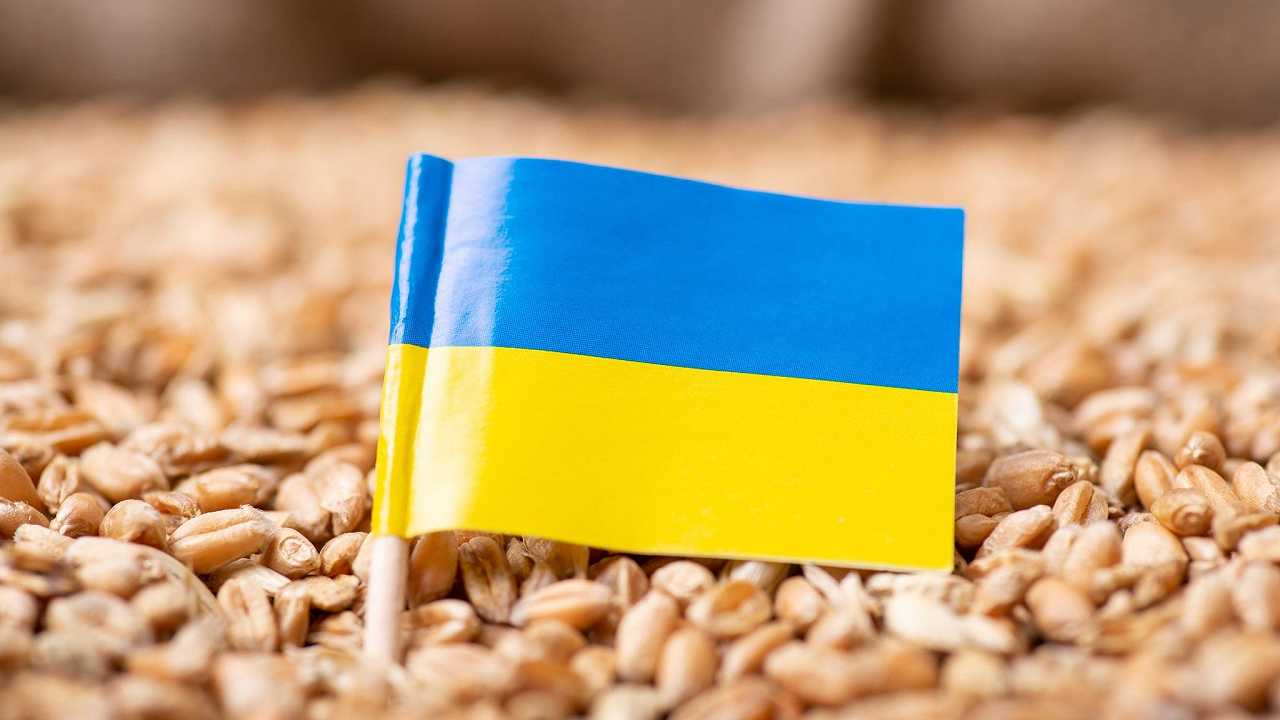 Grano: il raccolto dell’Ucraina sta superando ogni aspettativa