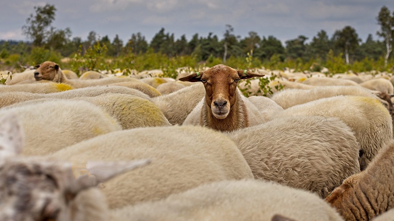 gregge pecore
