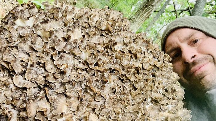 Fungo da record nell’Appennino: trovata grifola frondosa da 22 kg