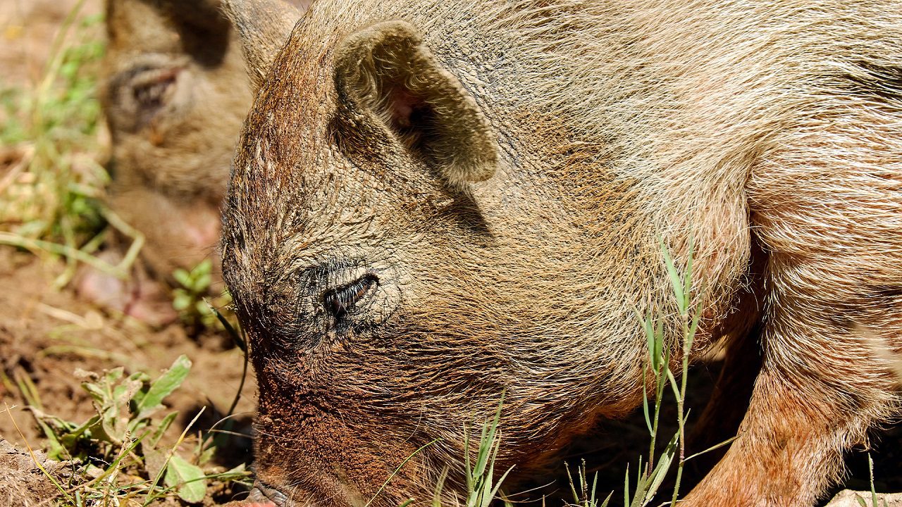 Nuova Zelanda: maiali selvatici devastano Wellington mangiandosi anche i capretti