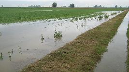 Emilia Romagna: l’alluvione ha colpito il 50% delle viti e il 90% di pesche e nettarine