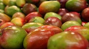 Come la frutta tropicale calabrese diventa una linea di liquori