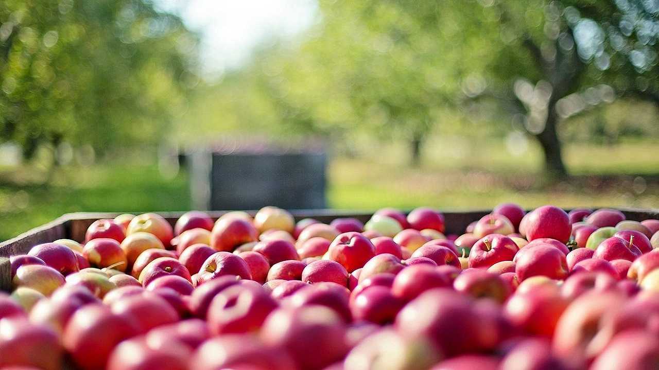 Trento, turisti fermati con 170 kg di mele rubate: “I supermercati erano chiusI”