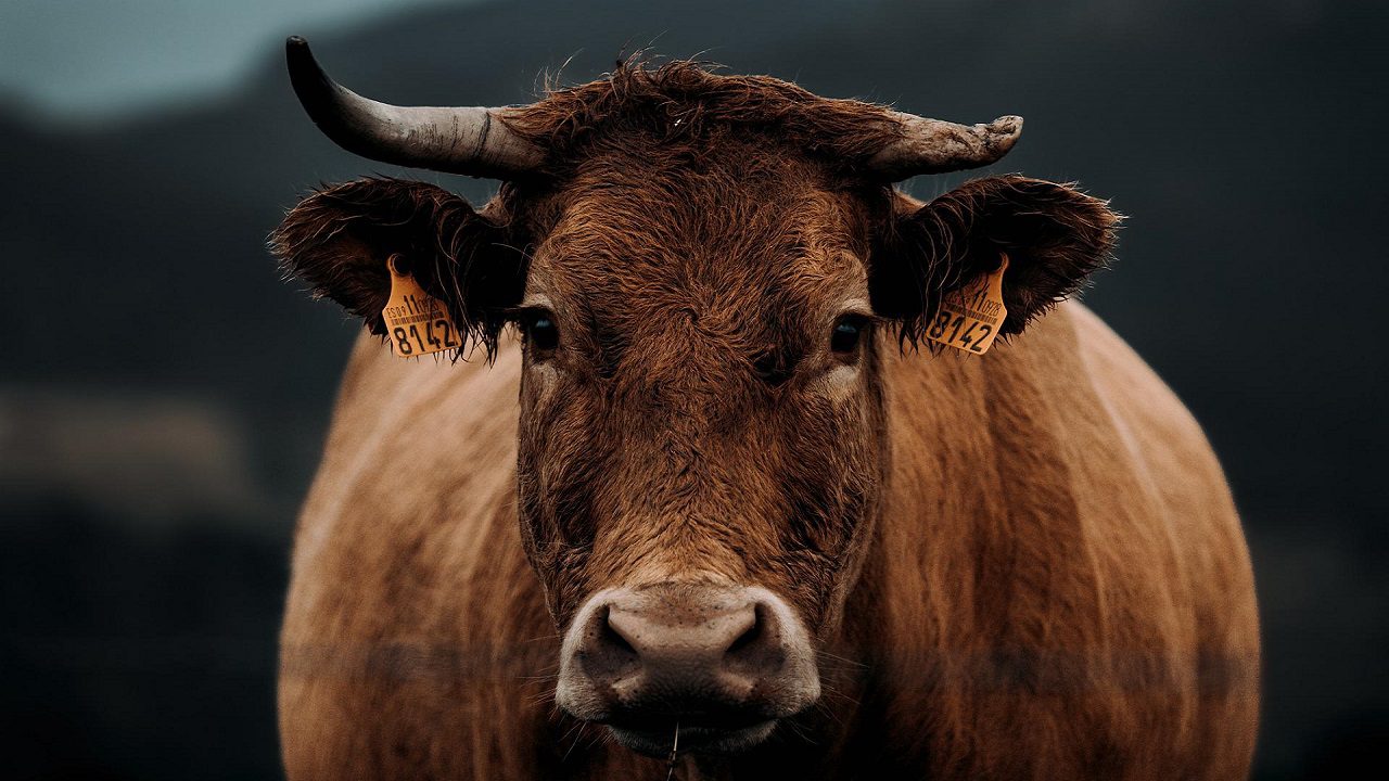 Brasile: il principale esportatore di carne bovina al mondo è di nuovo alle prese con la mucca pazza