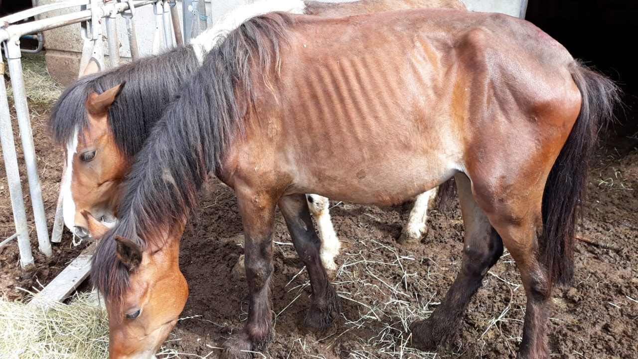 Novara, sequestrati gli animali di un allevamento: erano tenuti senza cibo, acqua o riparo