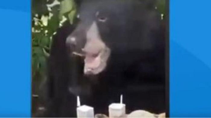 Stati Uniti, un orso nero s’introduce in una festa di compleanno e fa strage di cupcakes