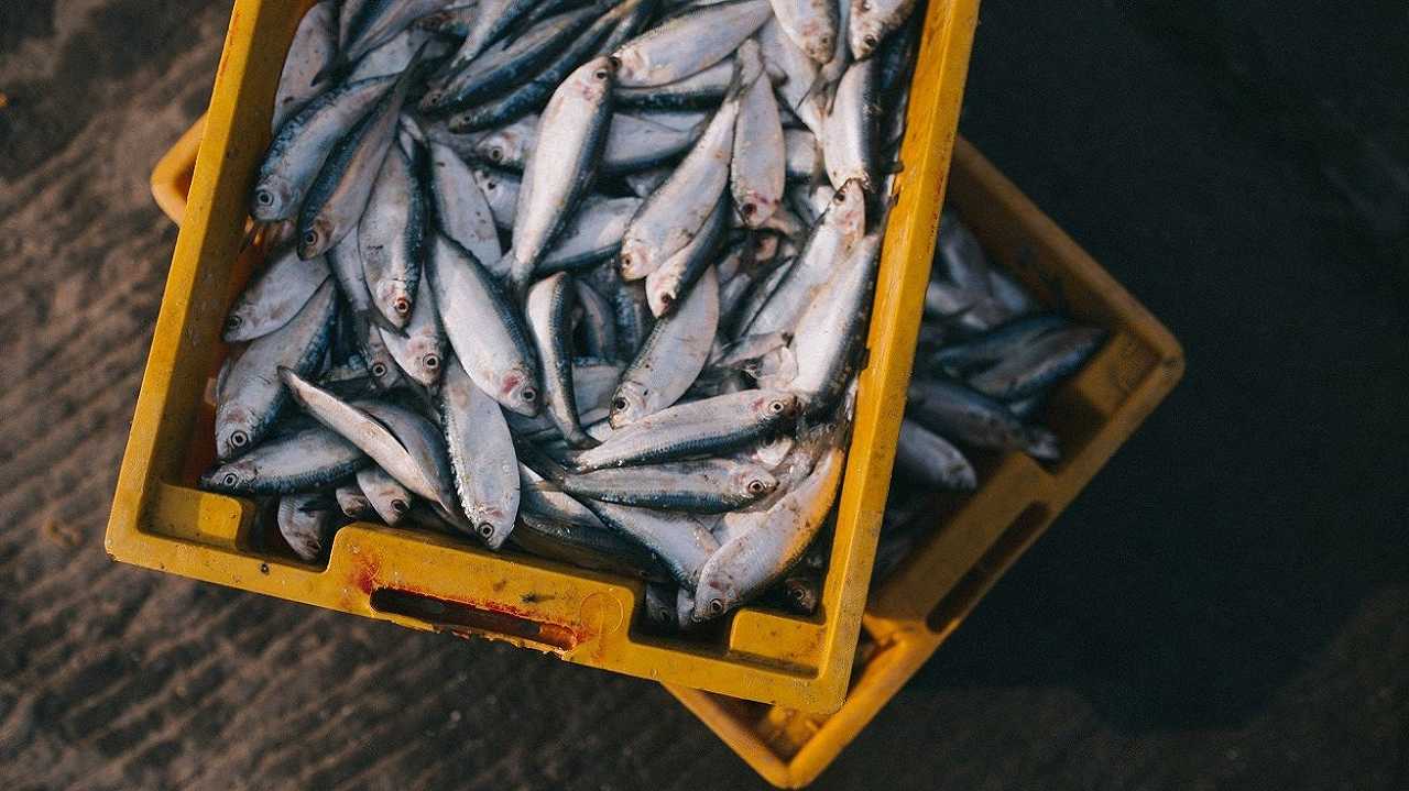 Pesca, l’Asta di Fiumicino registra un nuovo record: pescate 5 tonnellate in un pomeriggio