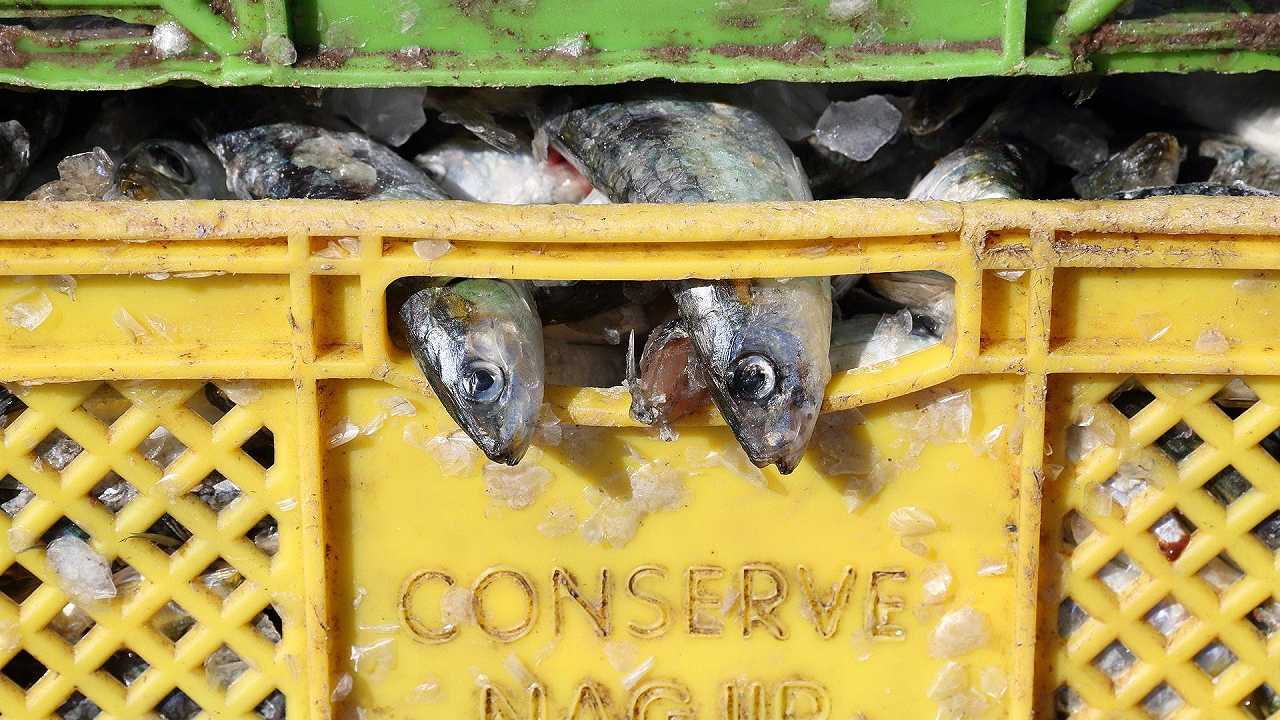 Catania, sequestrati 260 kg di pesce: verranno donati in beneficienza