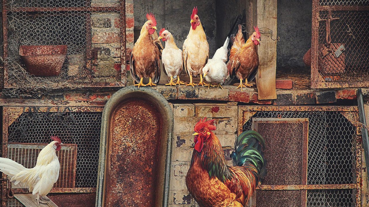 Influenza aviaria: in UK revocato l’obbligo di allevamento al chiuso del pollame