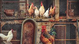Influenza aviaria: in UK revocato l’obbligo di allevamento al chiuso del pollame