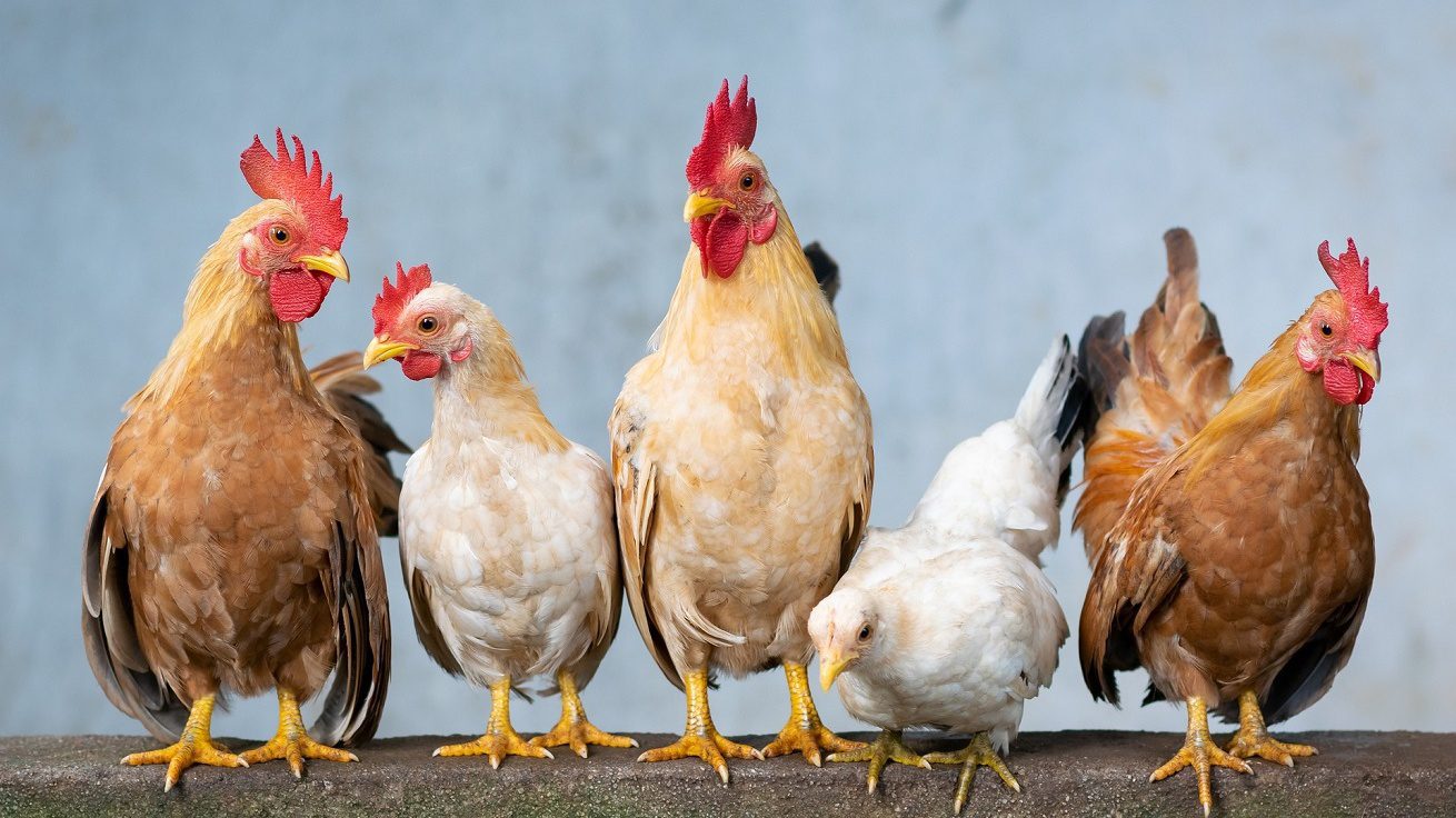 polli influenza aviaria