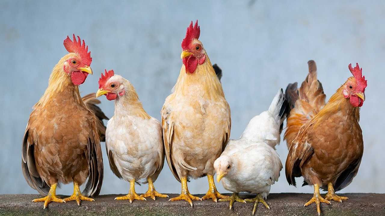 Influenza aviaria: basso il rischio di contagio con il virus H5N1, ma dobbiamo prepararci, parola dell’OMS