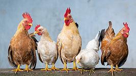 Influenza aviaria: l’Argentina sospende l’export di prodotti avicoli
