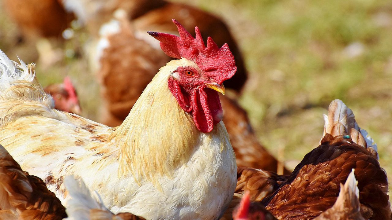 Influenza aviaria: in Olanda abbattuti più di 3,7 milioni di polli, anatre e tacchini