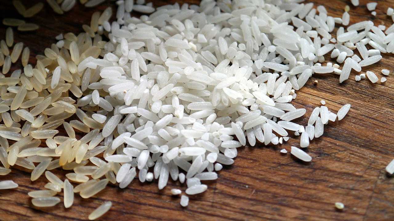 La Lombardia è la prima regione a sperimentare in campo il riso editato geneticamente