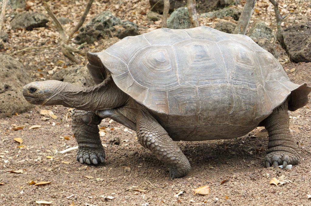 Ecuador, uccise 4 tartarughe giganti delle Galapagos: i responsabili rischiano tre anni di carcere