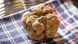 Il futuro del Tartufo Bianco d’Alba è in discussione