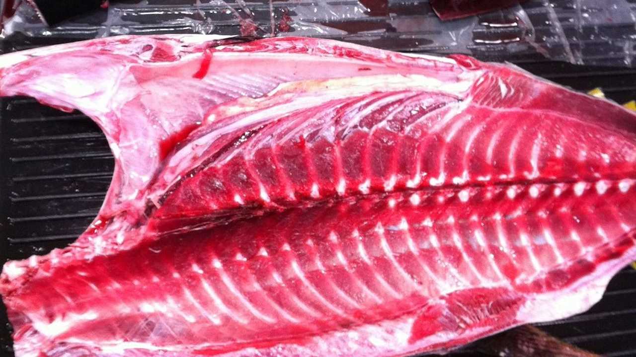 San Benedetto del Tronto, ristoratore nascondeva del tonno rosso sotto un bidone: sequestrati 45 kg di pesce
