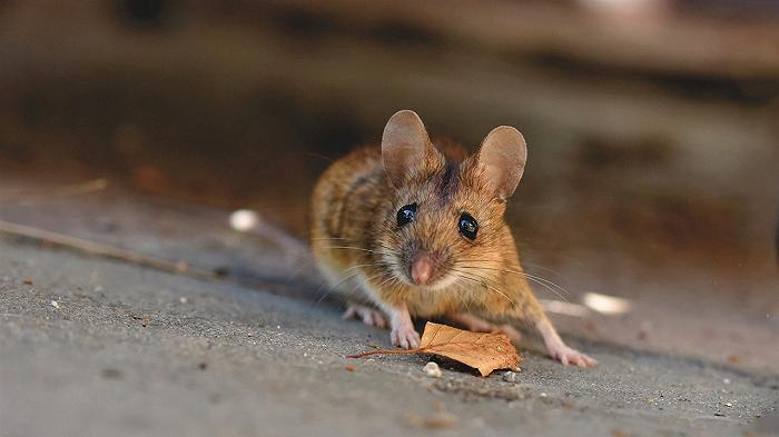 Trova un topo vivo nel suo pranzo: aereo costretto ad atterraggio d’emergenza