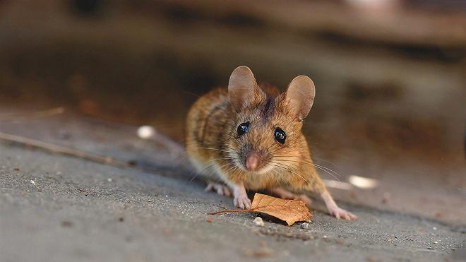 Messico: apre un pacchetto di patatine e trova un topo morto come sorpresa