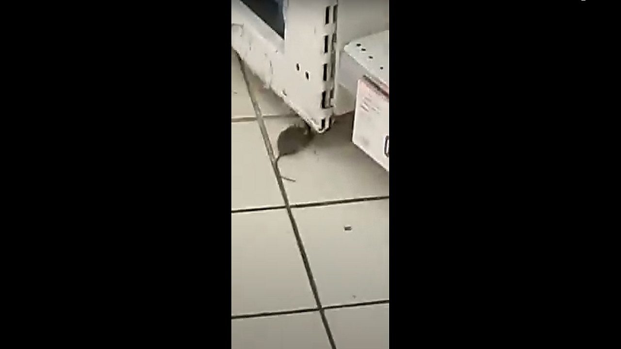 Ostia: topo scorrazza fra gli scaffali di un supermercato, il video diventa virale