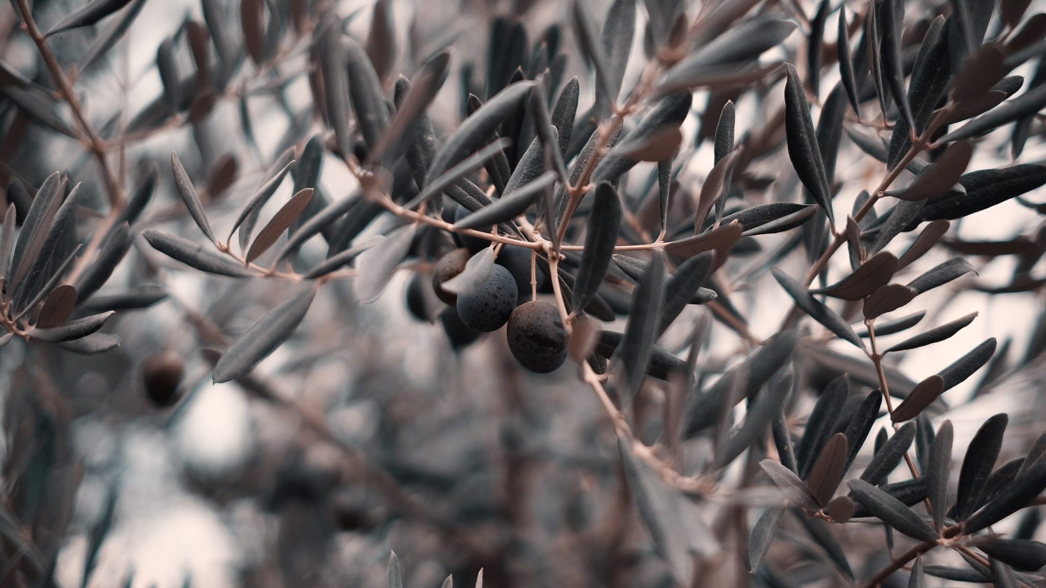 ulivi olivicoltura