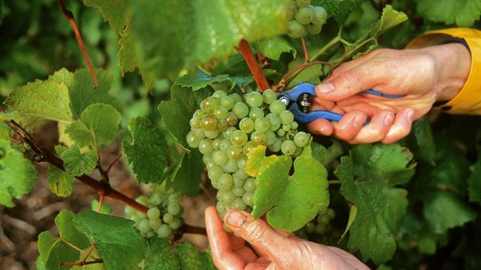 Champagne: conclusa la vendemmia, i vigneron parlano di “annata perfetta”