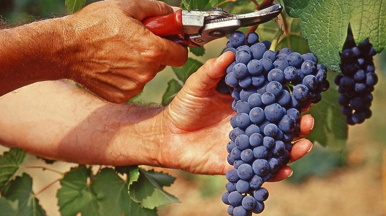 Vendemmia 2023, allarme dell’UIV: il vino italiano rischia un “corto circuito”