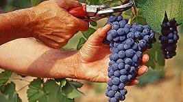Vendemmia 2023, allarme dell’UIV: il vino italiano rischia un “corto circuito”
