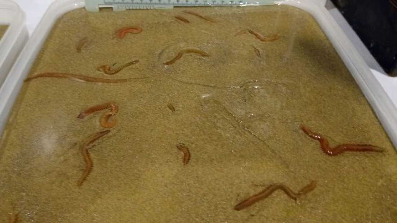 Pesca: completato il primo allevamento di vermi marini, è un progetto sperimentale