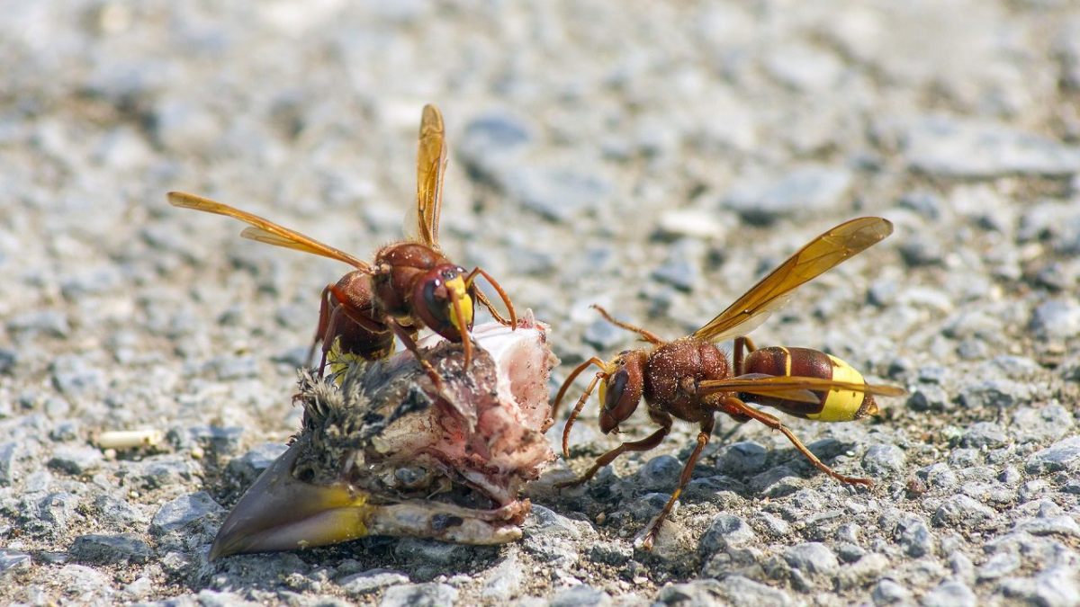 Vespa orientalis