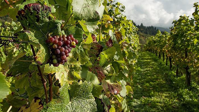 Vino: negli ultimi vent’anni il numero di aziende è calato di oltre 500 mila
